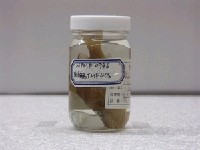 藏品(黃足笛鯛)的圖片